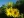Close-up of Compass Plant