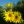 Close-up of Compass Plant