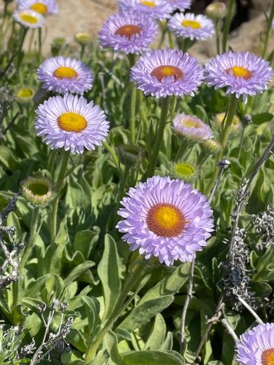 Close-up of Seaside Daisy