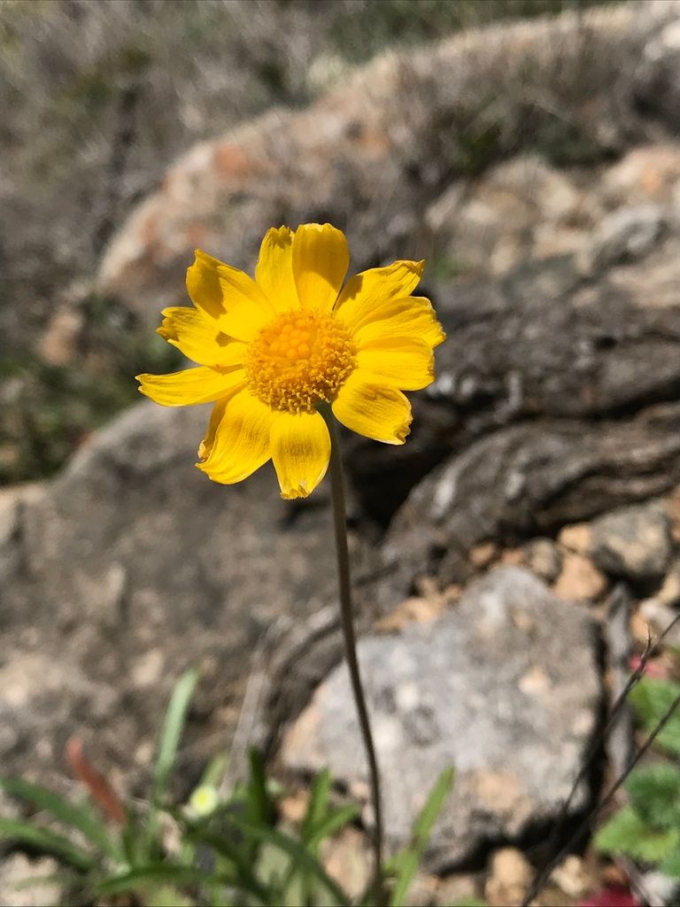 Close-up of Four-Nerve Daisy