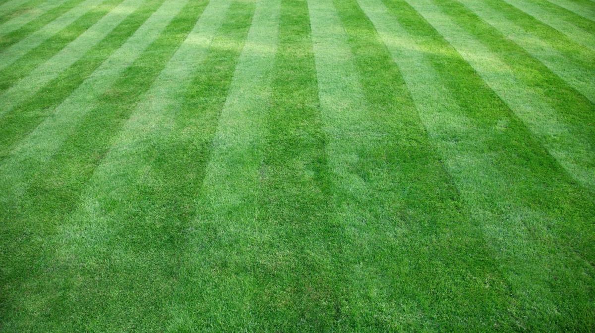 lawn