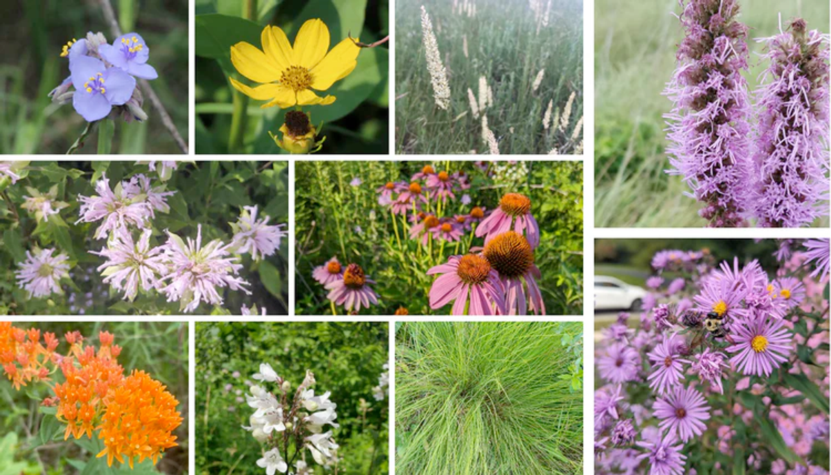blue violet yellow orange lavender white green native plant flowers and sedges