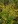 Close-up of Wrinkle Leaved Goldenrod