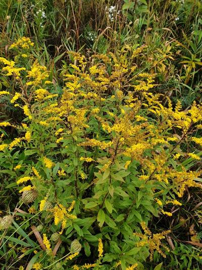 Close-up of Wrinkle Leaved Goldenrod