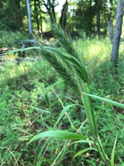 Virginia Wild Rye | My Home Park - Curated Native Gardens Delivered to ...