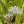 Close-up of Aquatic Milkweed