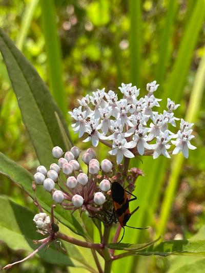 Close-up of Aquatic Milkweed