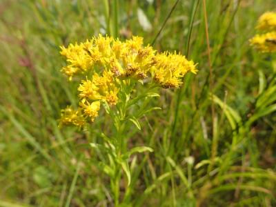 Close-up of Riddell's Goldenrod