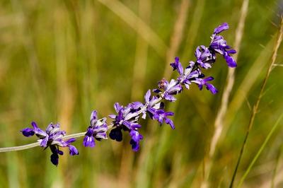 Close-up of Mealy Blue Sage