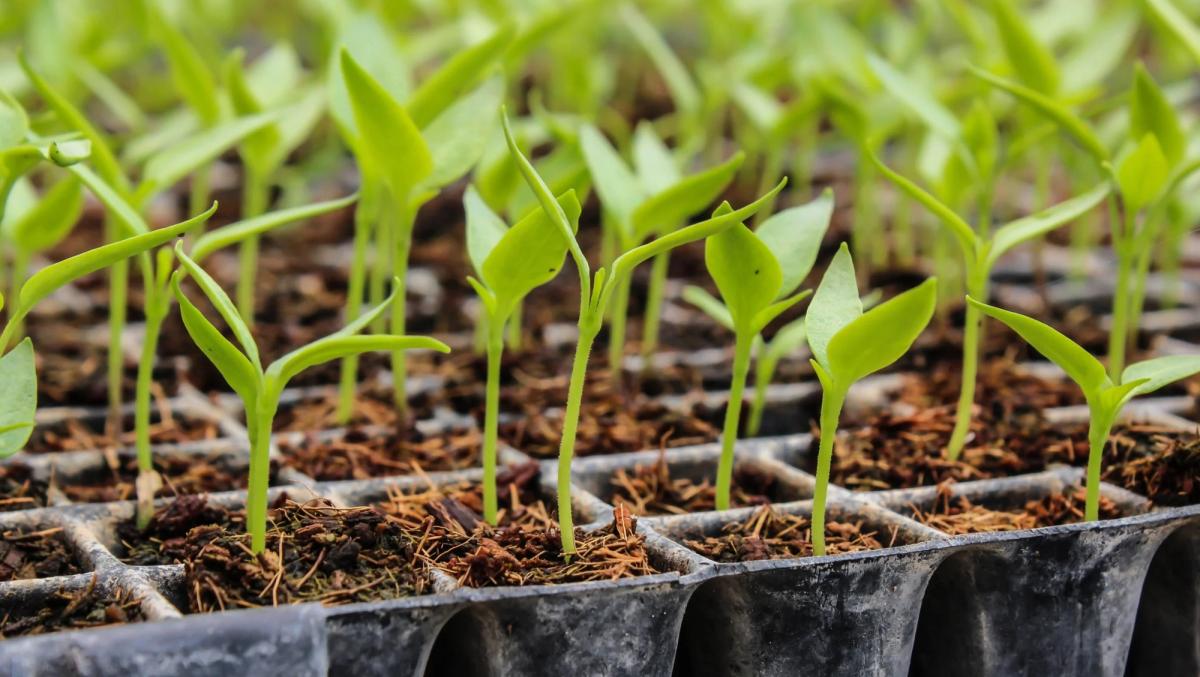 plants seedlings in small pots