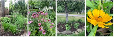 A collage of wildflowers including lanceleaf coreopsis and culver's root