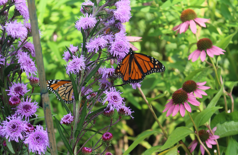 Monarch butterfly on a purple flower amongst pink flowers in bright green leaves.