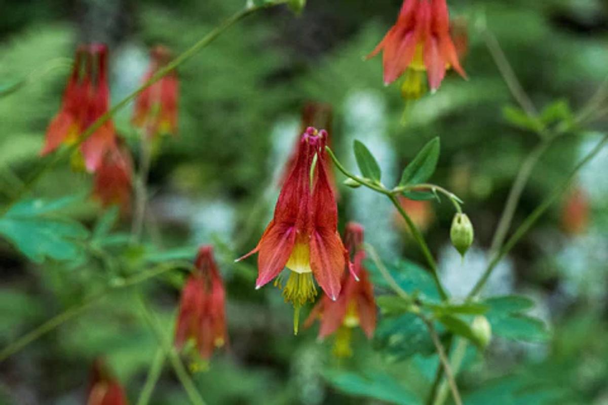 Pennsylvania Native Plants: 14 Amazing Flowers For Your Garden | My ...
