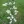 Close-up of White Wild Indigo
