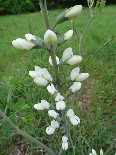 Close-up of White Wild Indigo