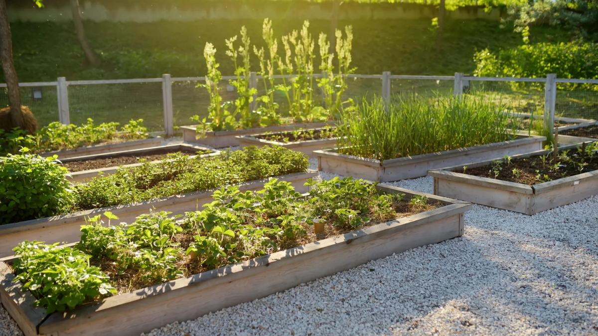 Garden of raised beds