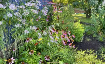 Native Flowers in a native garden