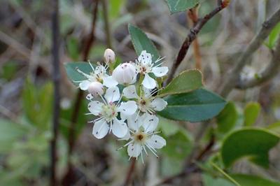 Close-up of Red Chokeberry