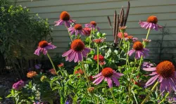 purple coneflowers in front of a home