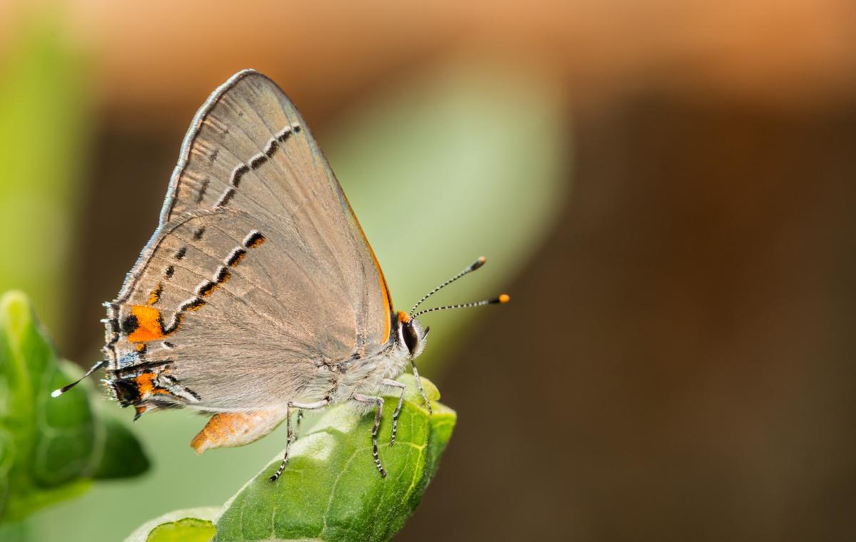 Gray Hairstreak