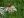 Close-up of Pale Purple Coneflower