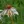 Close-up of Pale Purple Coneflower