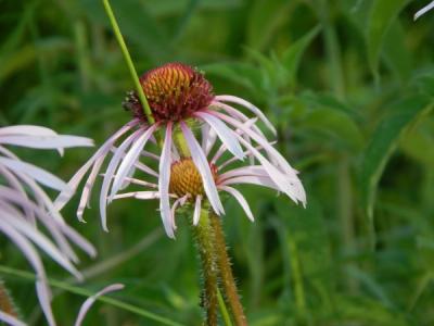 Close-up of Pale Purple Coneflower