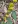 Close-up of Blue-Stemmed Goldenrod