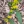 Close-up of Blue-Stemmed Goldenrod