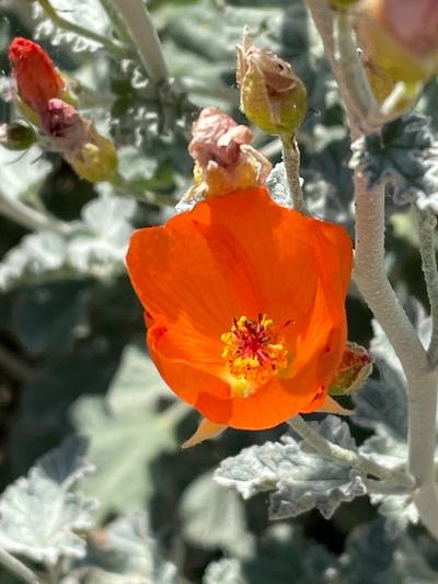 Close-up of Desert Globemallow