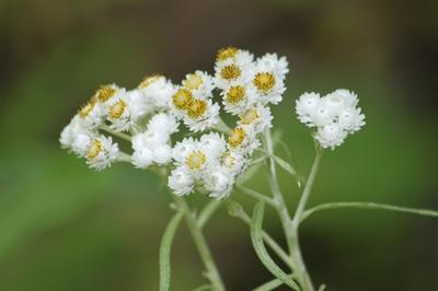 Close-up of Pearly Everlasting