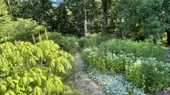 A yard of native plants