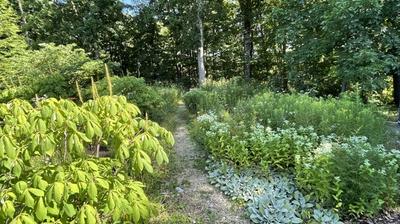 A yard of native plants