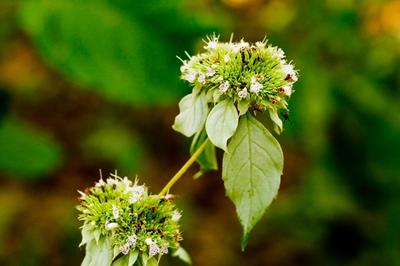 Close-up of Hoary Mountain Mint
