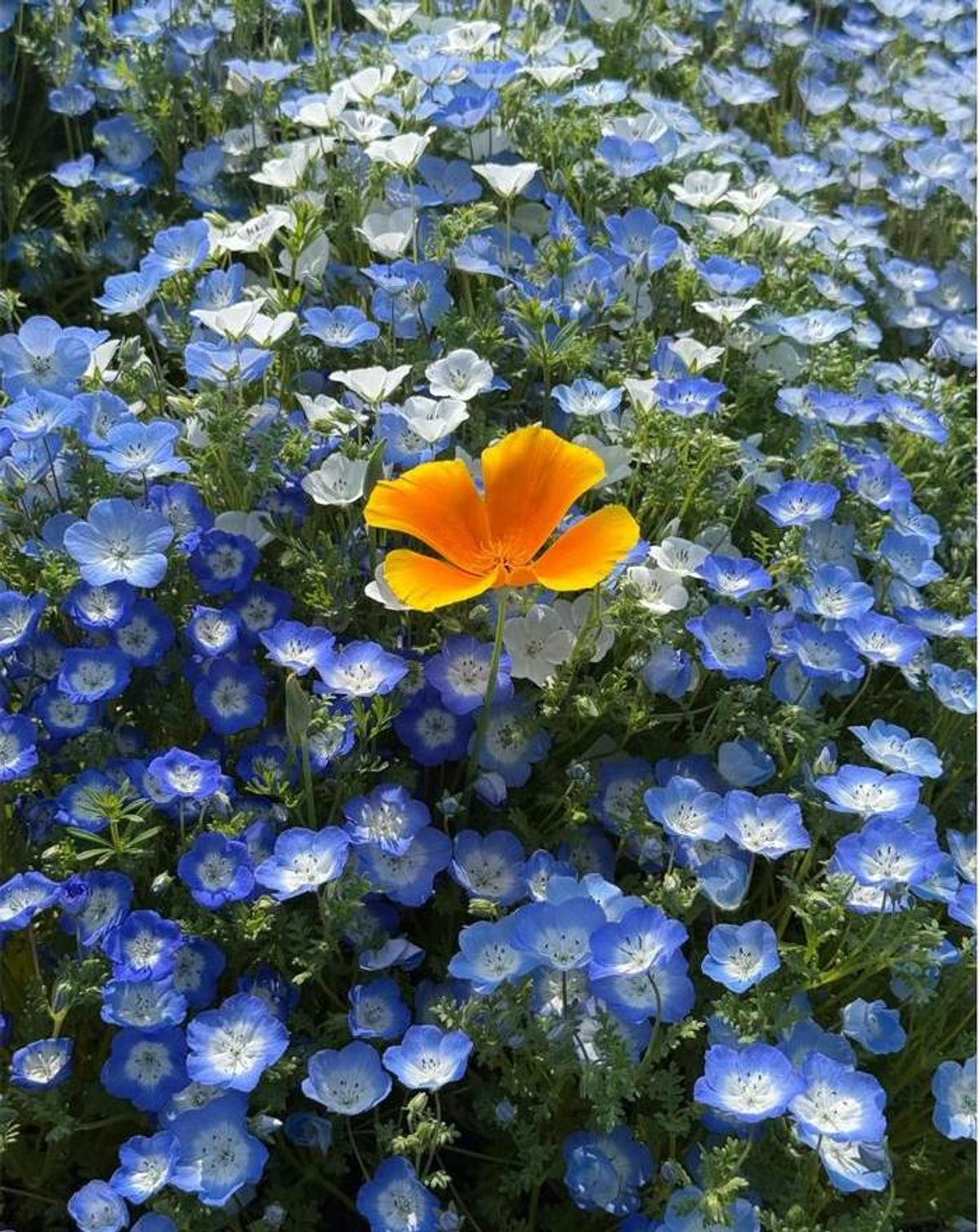 A single orange California poppy blooming among wild blue flax.