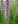 Close-up of Dense Blazing Star