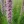 Close-up of Dense Blazing Star