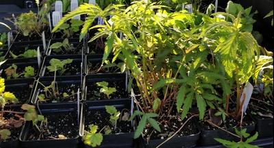 Native plant plugs in trays