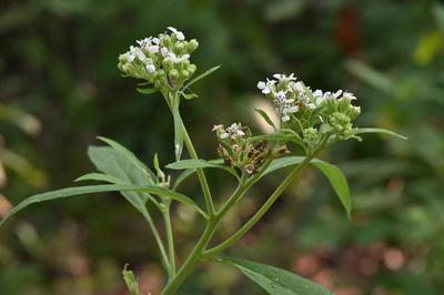 Close-up of Frostweed