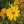 Close-up of Sunroot