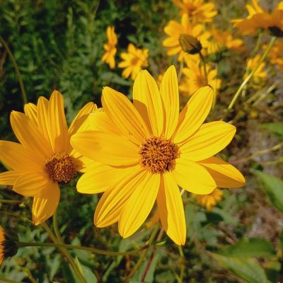 Close-up of Sunroot