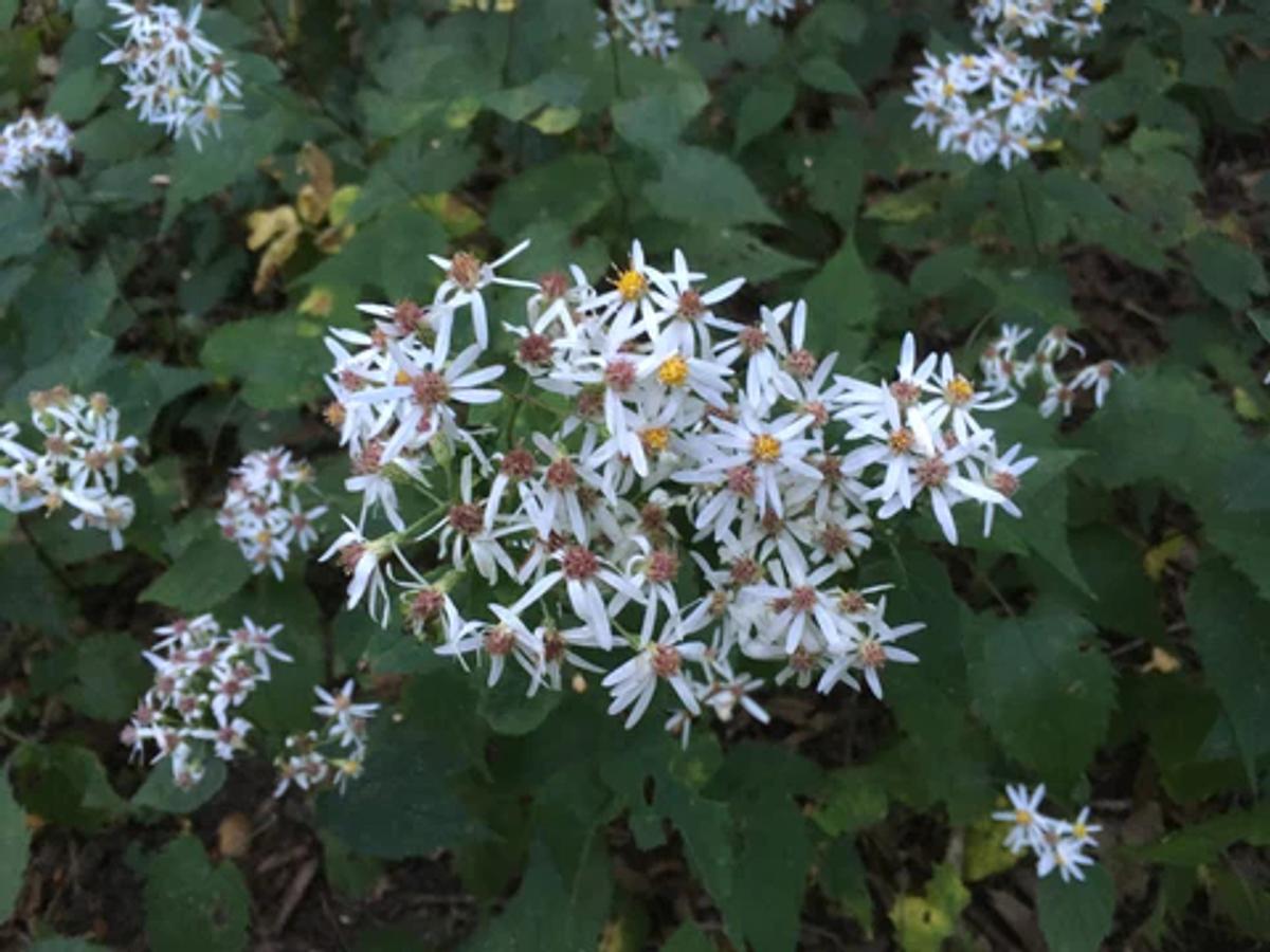 white flowers of white wood aster