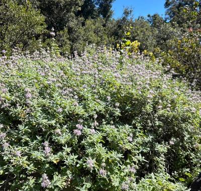Close-up of Allen Chickering Sage