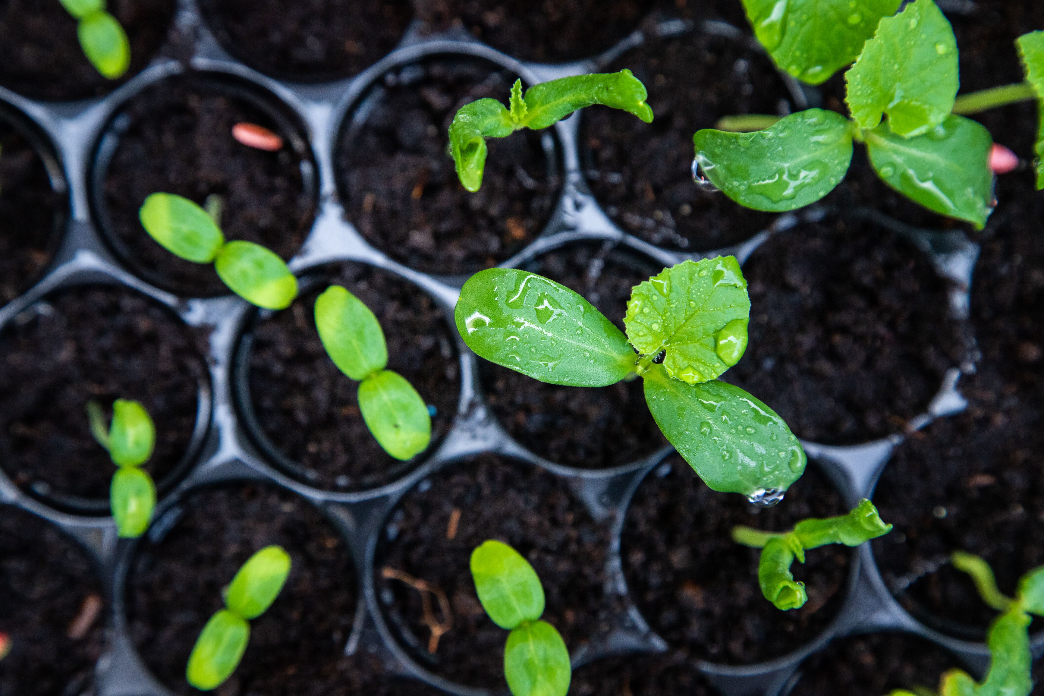 A collection of clustered plants planted into a container of soil.