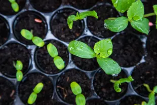 A collection of clustered plants planted into a container of soil.