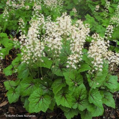 Close-up of Foamflower 'Brandywine'
