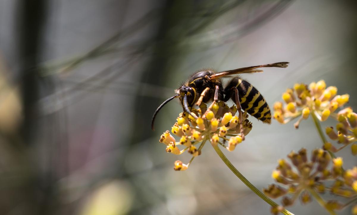 wasp on a yellow flower