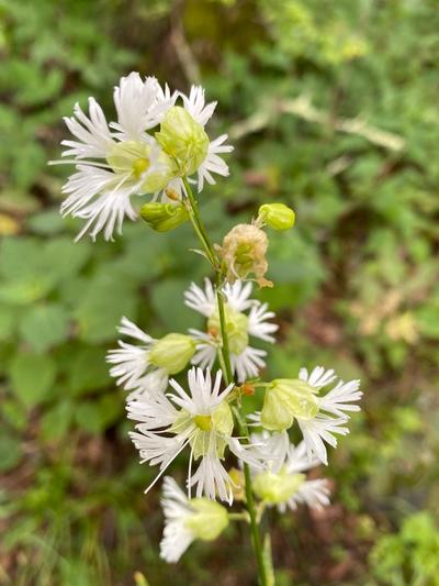 Close-up of Starry Campion