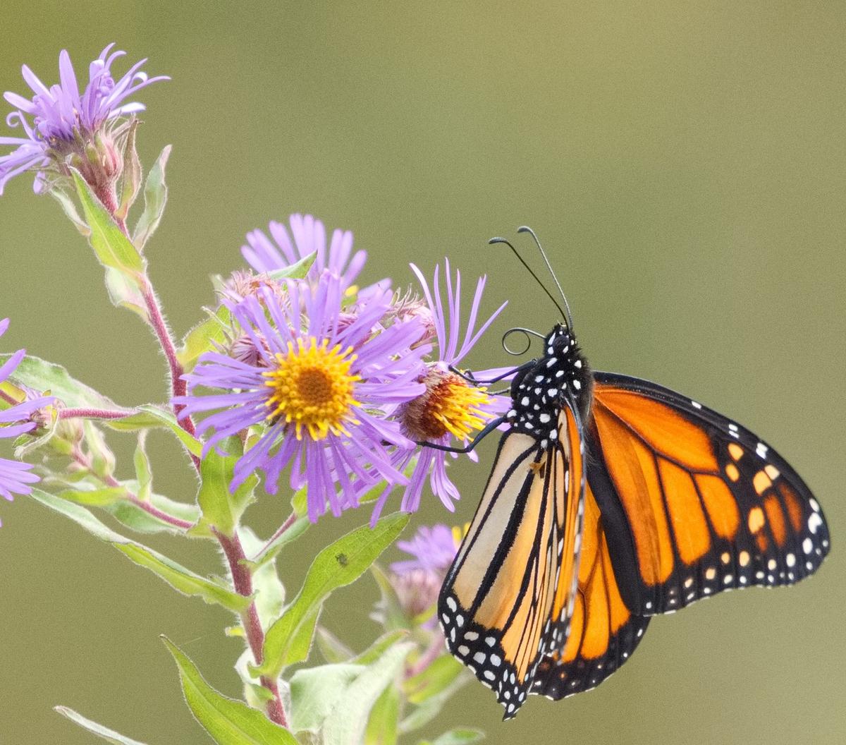 a monarch butterfly on a purple aster
