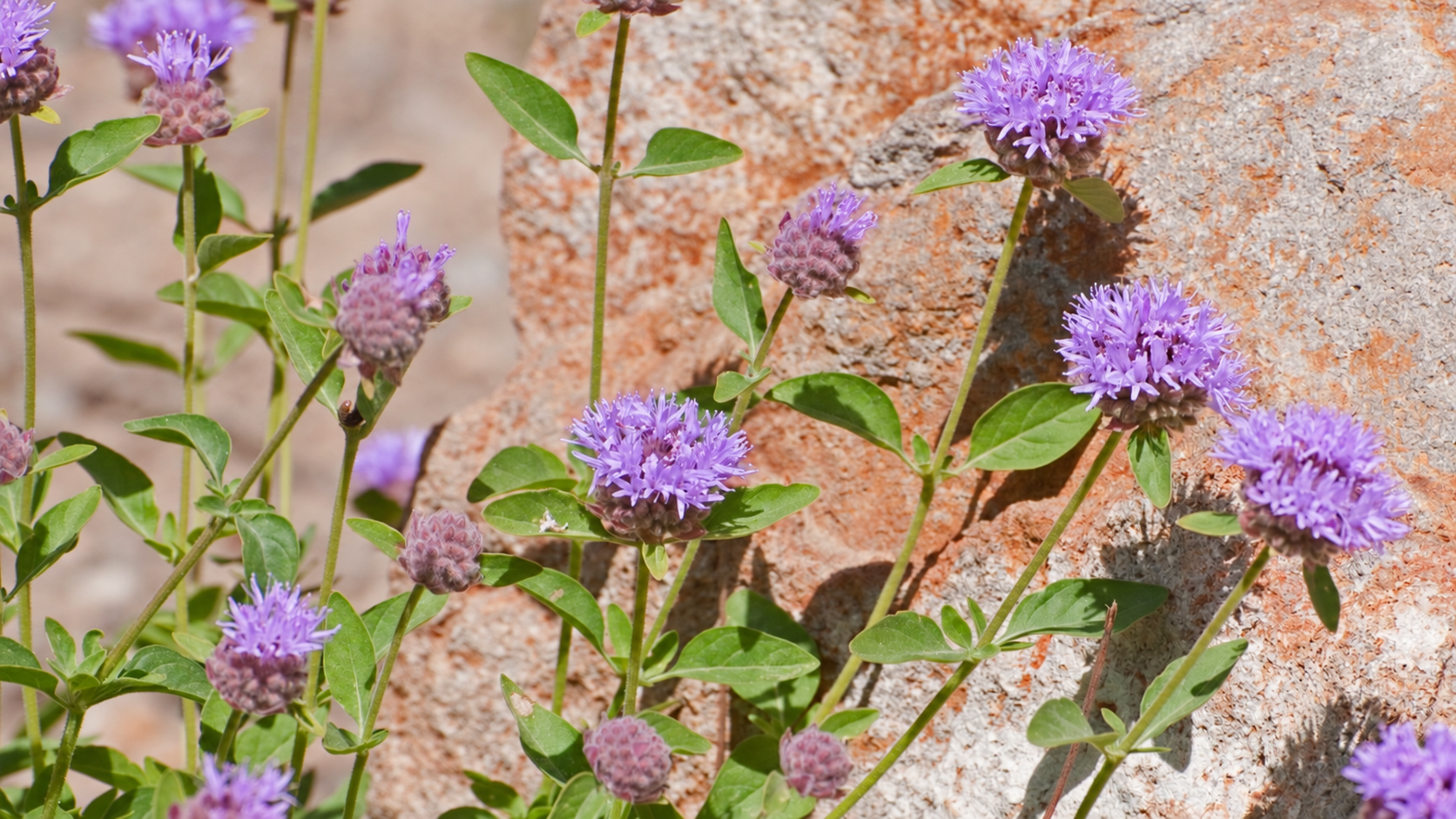 Coyote mint plant in bloom.